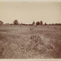 Omc1985.008.063 Image 600dpi